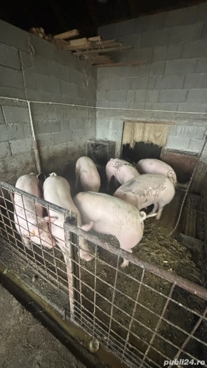 porci de sacrificat - imagine 4