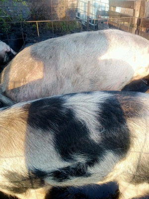 Porc pentru sacrificat