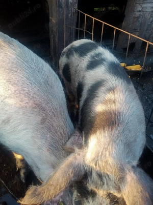 Porc pentru sacrificat - imagine 2