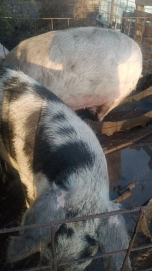 Porc pentru sacrificat - imagine 3