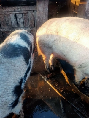 Porc pentru sacrificat - imagine 4