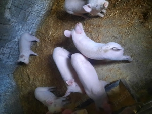 Vand purcei și grasuni - imagine 2