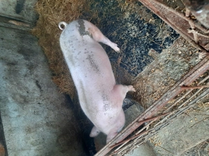 Vand purcei și grasuni - imagine 3