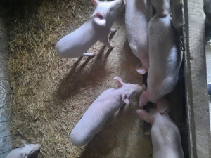 Vand purcei și grasuni