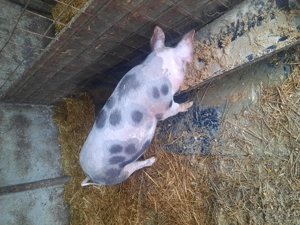 Vand purcei și grasuni - imagine 5