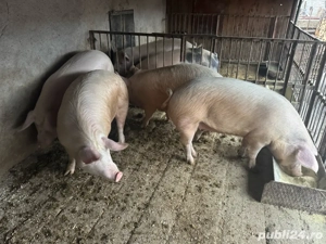 porci 130-150kg  - imagine 3