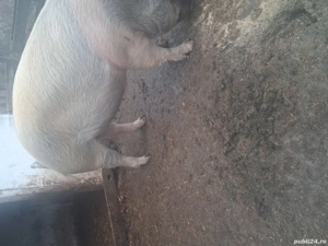 vand scroafa gestanta in doua luni jumate