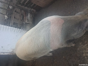 vand scroafa gestanta in doua luni jumate - imagine 2