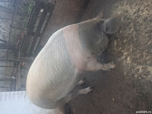 vand scroafa gestanta in doua luni jumate - imagine 4