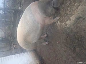 vand scroafa gestanta in doua luni jumate - imagine 3