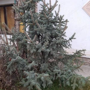 vand brad argintiu,aseara taiat,ideal pentru o camera,pret negociabil,avantajos.a