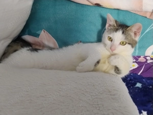 Donez pisoiaș drăgălaș,are 3 luni.