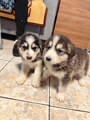 Donez catei husky  - imagine 2