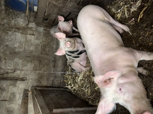 Porci de vânzare  - imagine 3