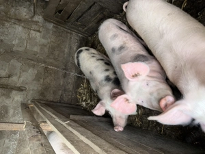 Porci de vânzare  - imagine 2