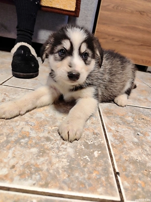 Donez catei husky  - imagine 4