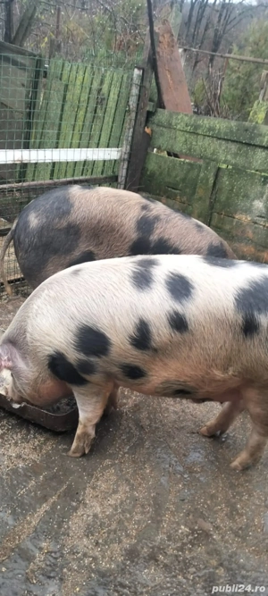 Porci de vanzare pitesti - imagine 4