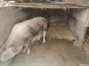 Scroafă de sacrificat 