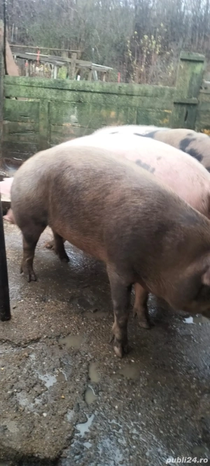 Porci de vanzare pitesti