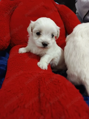 Daca vrei un mic prieten blănos și jucăuș pentru copii tăi  - imagine 3