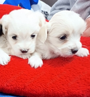 Daca vrei un mic prieten blănos și jucăuș pentru copii tăi  - imagine 2