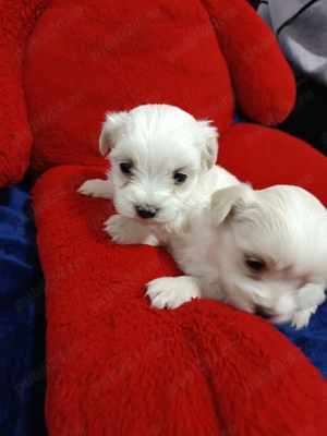 Daca vrei un mic prieten blănos și jucăuș pentru copii tăi  - imagine 4