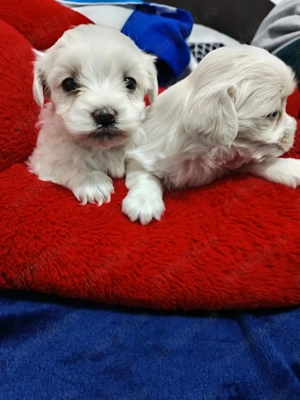 Daca vrei un mic prieten blănos și jucăuș pentru copii tăi  - imagine 5