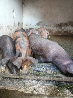 vand purcei soldani - imagine 2