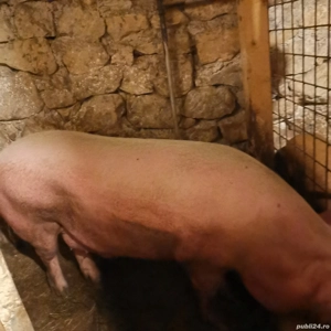 Porc de vanzare - imagine 3