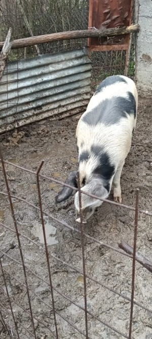 Vând scroafă 190 kg