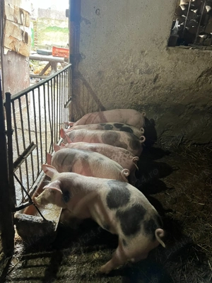 Vand purcei soldani                                - imagine 2