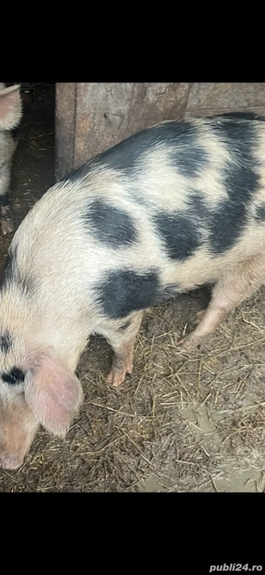 porci  pentru Craciun - imagine 2