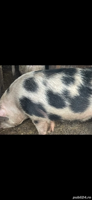 porci  pentru Craciun - imagine 4