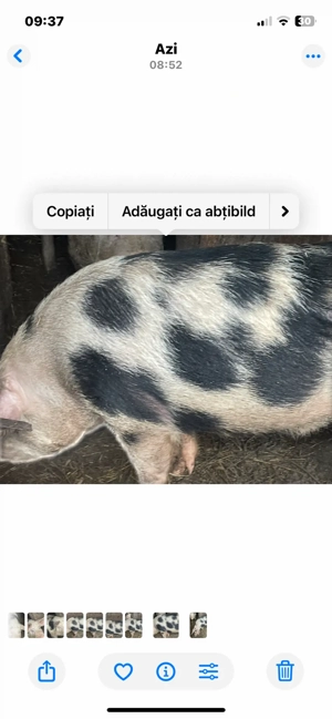 porci  pentru Craciun - imagine 5