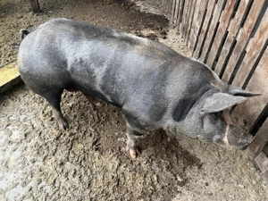 Vând scroafă 150-160 kg  - imagine 3