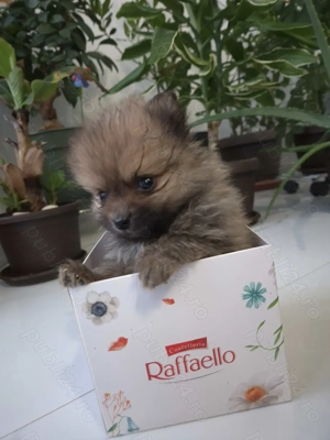 Spitz pomeranian - imagine 4