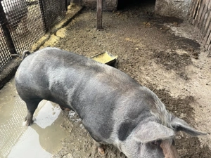 Vând scroafă 150-160 kg  - imagine 2