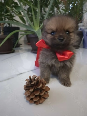 Spitz pomeranian - imagine 2