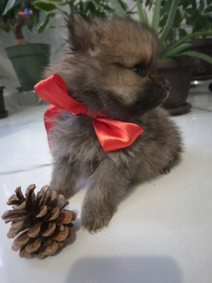 Spitz pomeranian - imagine 3