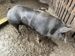 Vând scroafă 150-160 kg  - imagine 5