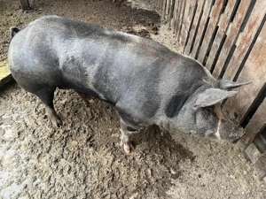 Vând scroafă 150-160 kg  - imagine 4