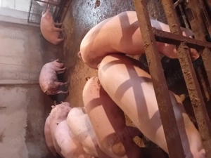 Porci de vanzare........