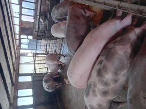 Porci de vanzare......