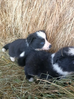 pui Border Collie  - imagine 2