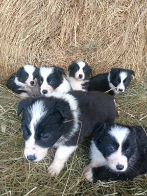 pui Border Collie  - imagine 3