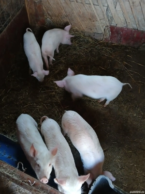 Purcei de îngrășat  - imagine 2