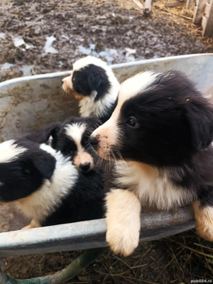 pui Border Collie  - imagine 4