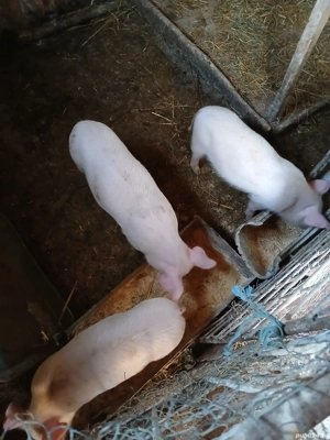 Purcei de îngrășat  - imagine 3