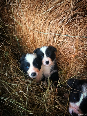 pui Border Collie  - imagine 5