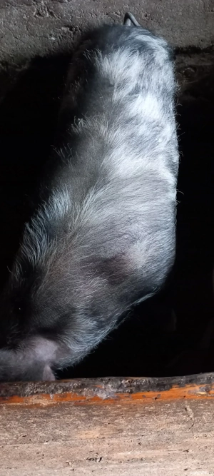 vand porc petrean - imagine 3